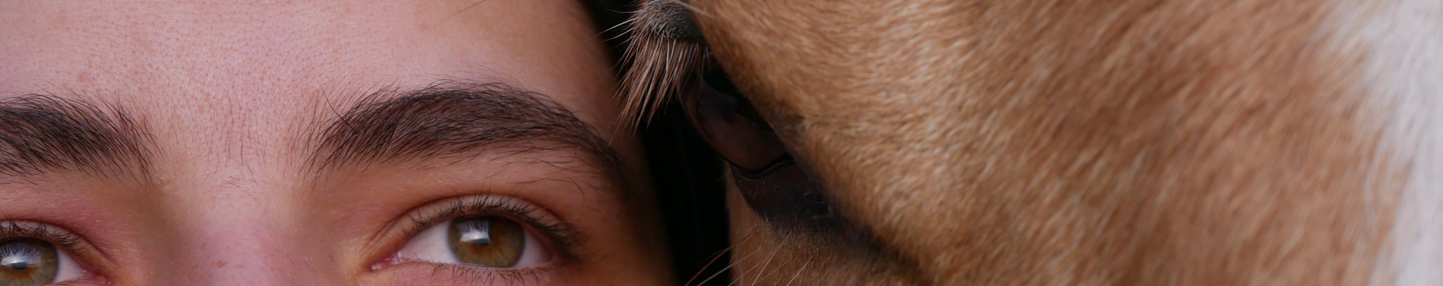 Professionelles Pferdetraining in München